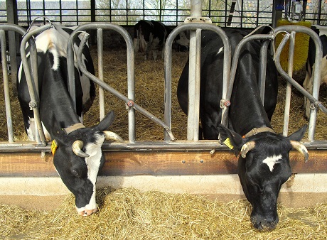 Voedwel, natuurlijk voedingsadvies, koeien met horens